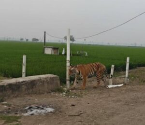 Wilder Tiger unterwegs in der Nähe der Kinderarche