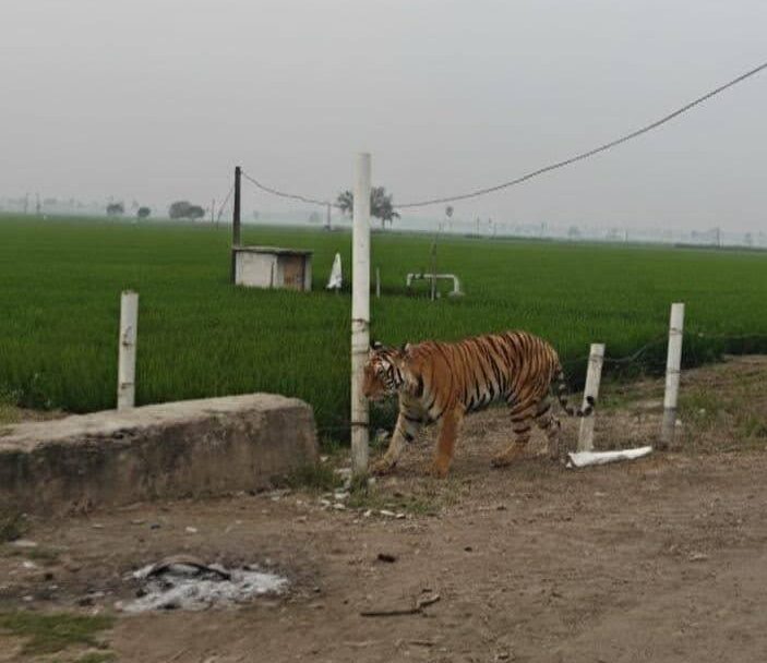 Wilder Tiger unterwegs in der Nähe der Kinderarche